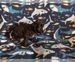 Small #8 Cocker Spaniel