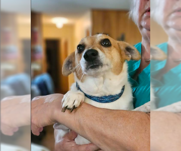 Medium Photo #4 Chihuahua-Unknown Mix Puppy For Sale in Cranston, RI, USA