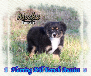 Miniature Australian Shepherd Puppy for sale in FORESTBURG, TX, USA