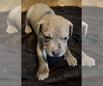 Small Photo #3 Catahoula Leopard Dog Puppy For Sale in Royal Palm Beach, FL, USA