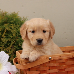 Golden Retriever Puppy for sale in GAP, PA, USA