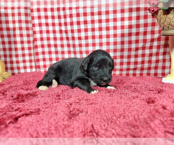 Medium Photo #75 Golden Mountain Dog Puppy For Sale in BLACK FOREST, CO, USA