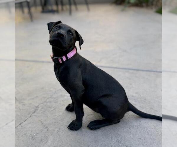Medium Photo #12 Boxador Puppy For Sale in San Diego, CA, USA