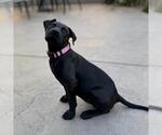 Small #11 Boxador