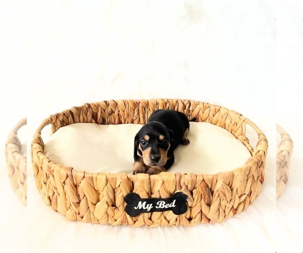 Medium Photo #3 Dachshund Puppy For Sale in DAVIS, CA, USA