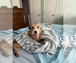 Mutt Dogs for adoption in Thomasville, NC, USA