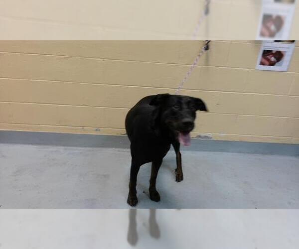 Medium Photo #1 Doberman Pinscher-Unknown Mix Puppy For Sale in Tulsa, OK, USA