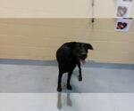 SYMPHONY - Female Doberman Pinscher-Unknown Mix Dog for Adoption - Small photo