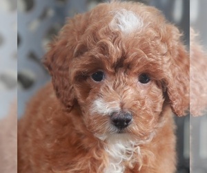Poodle (Miniature) Puppy for sale in MOUNT VERNON, OH, USA
