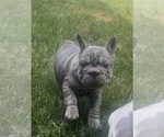 Small #4 French Bulldog