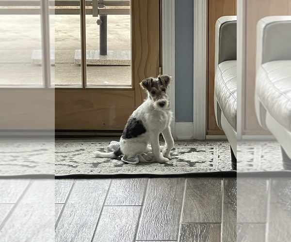 Medium Photo #2 Wire Fox Terrier Puppy For Sale in MUNFORD, TN, USA