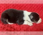 Image preview for Ad Listing. Nickname: Martin