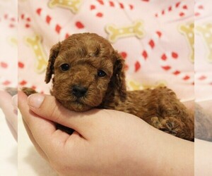 Poodle (Toy) Litter for sale in COATESVILLE, PA, USA