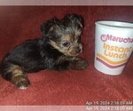 Small Photo #27 Yorkshire Terrier Puppy For Sale in AKRON, OH, USA