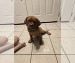 Puppy Pink Dogue de Bordeaux