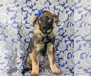 German Shepherd Dog-Norwegian Elkhound Mix Puppy for sale in RONKS, PA, USA