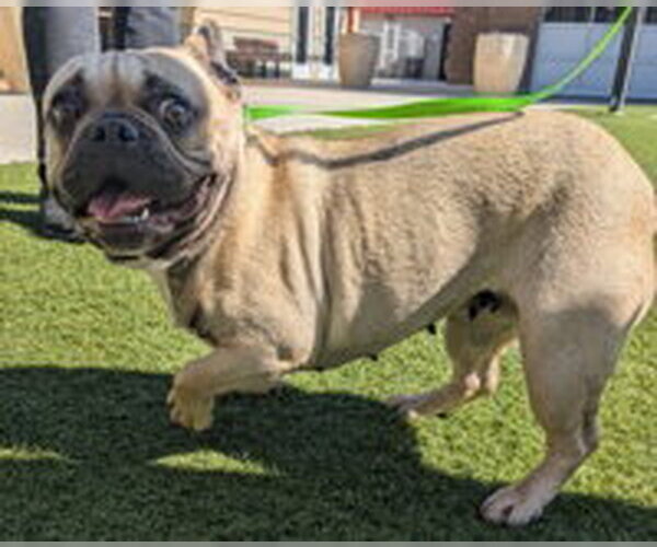Medium Photo #1 French Bulldog Puppy For Sale in Salinas, CA, USA