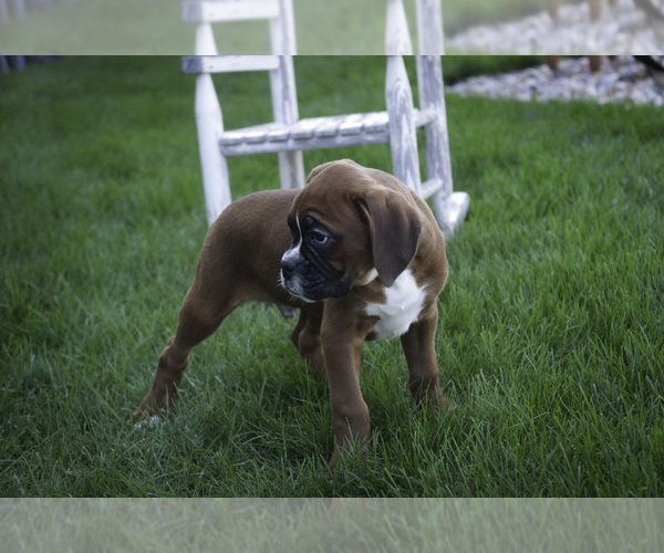 Medium Photo #6 Boxer Puppy For Sale in SHIPSHEWANA, IN, USA