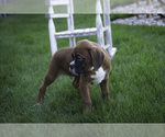 Small #5 Boxer