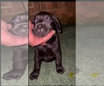 Image preview for Ad Listing. Nickname: Yellow collar