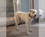 Small #2 Great Pyrenees
