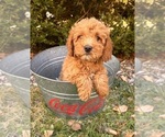 Small #2 Cockapoo (Toy)