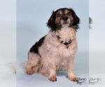 Small #5 Australian Shepherd-Dachshund Mix