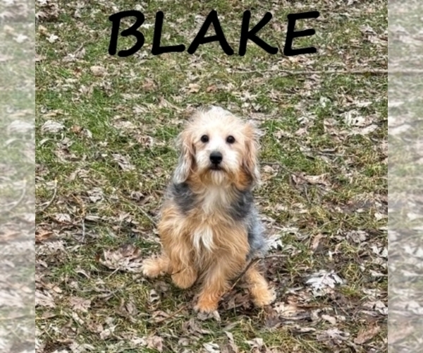 Medium Photo #2 YorkiePoo Puppy For Sale in HARTLAND, MN, USA