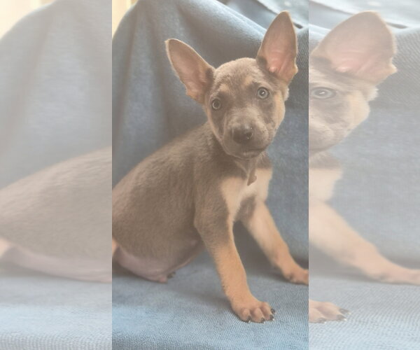 Medium Photo #1 German Shepherd Dog-Unknown Mix Puppy For Sale in The Woodlands, TX, USA