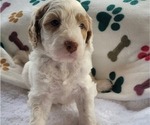 Puppy 11 Goldendoodle (Miniature)