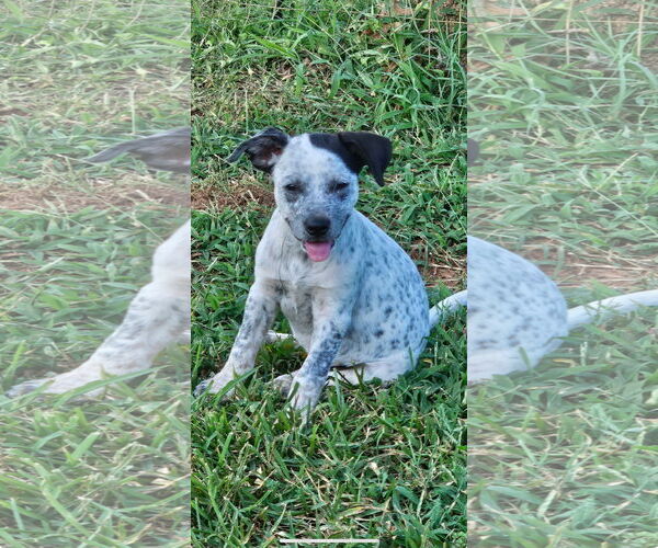 Medium Photo #4 Mutt Puppy For Sale in Rockaway, NJ, USA