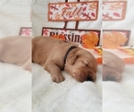 Small #13 Golden Retriever