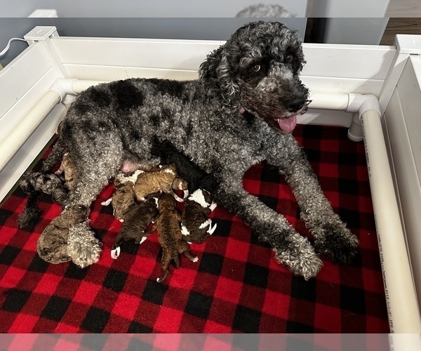 Medium Photo #1 Golden Mountain Doodle  Puppy For Sale in HOLT, MO, USA