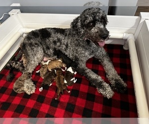 Mother of the Golden Mountain Doodle  puppies born on 08/02/2025