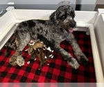Small Photo #1 Golden Mountain Doodle  Puppy For Sale in HOLT, MO, USA