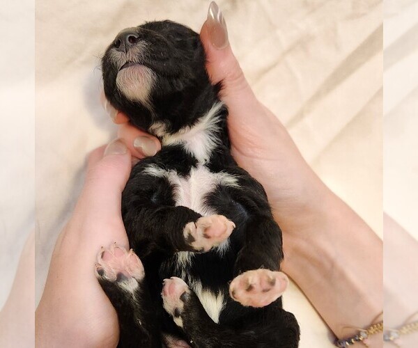 Medium Photo #10 F2 Aussiedoodle Puppy For Sale in COLUMBIA, TN, USA