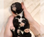 Small #9 F2 Aussiedoodle