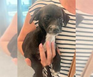 Mutt Dogs for adoption in San Martin, CA, USA