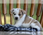 Puppy Riley American Pit Bull Terrier-Australian Shepherd Mix