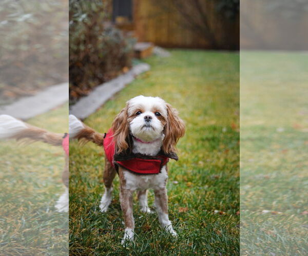 Medium Photo #8 Shih Tzu-Unknown Mix Puppy For Sale in Sandy, UT, USA