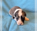 Small #3 Aussiedoodle