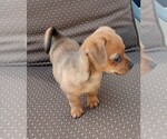 Small #5 Chorkie