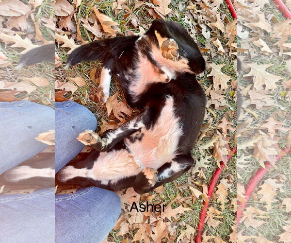 Medium Photo #4 Mountain Cur-Unknown Mix Puppy For Sale in Farmerville, LA, USA