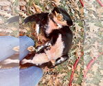 Small #3 Mountain Cur Mix