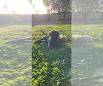 Small Photo #7 Mastiff Puppy For Sale in ARTOIS, CA, USA