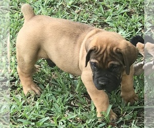 Boerboel Puppy for Sale in WEST PALM BCH, Florida USA
