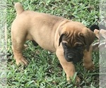 Small Photo #1 Boerboel Puppy For Sale in WEST PALM BCH, FL, USA
