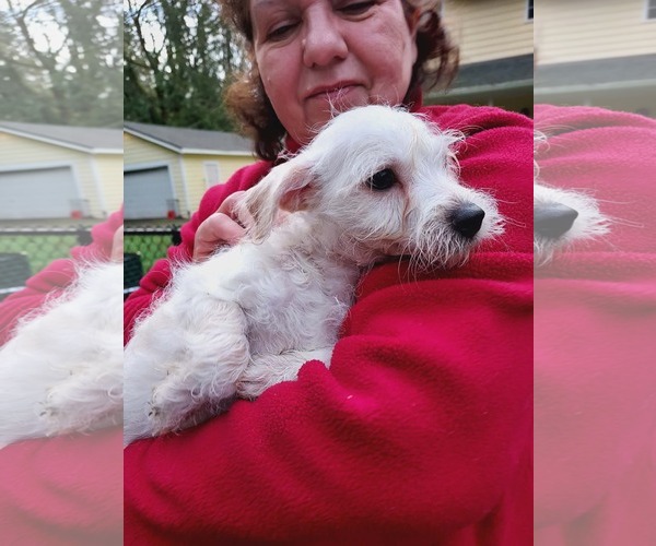 Medium Photo #4 Cairn Terrier-Unknown Mix Puppy For Sale in Arlington, WA, USA