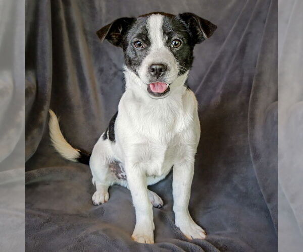 Medium Photo #1 Puggat Puppy For Sale in Albuquerque, NM, USA