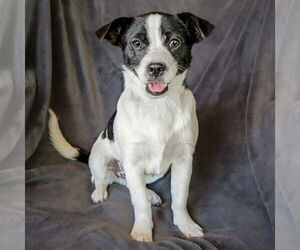 Puggat Dogs for adoption in Albuquerque, NM, USA
